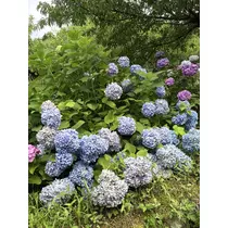 すず