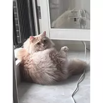 花咲 るり