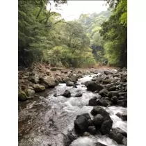 宝條 夏恋