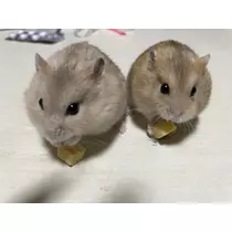 あんな
