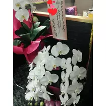 立花 咲