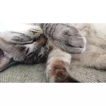 ひな