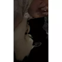 ふうか