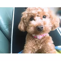 高瀬 美羽