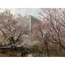 白咲 澪