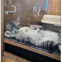さくら