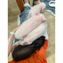 水城 百合