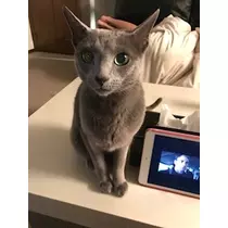 華