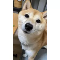 ツンデレかなの