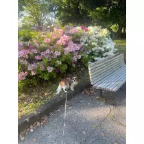 あいら