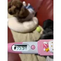 如月 凛