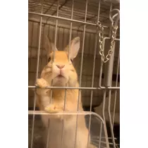 セナ