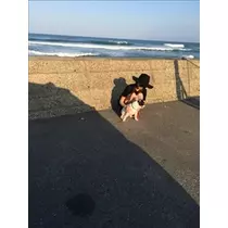 桃瀬 百華