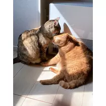 華宮 れい