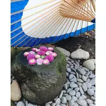 紫月 あやか