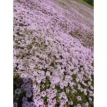 あおい