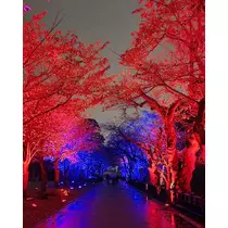 桃 かんな