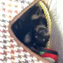 もも