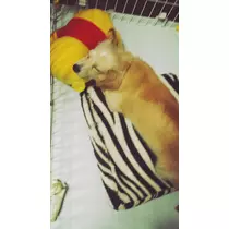 立花 咲