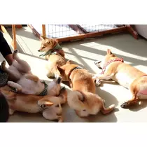 ゆうか