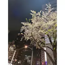 神崎 蘭