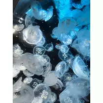 山田 華蓮