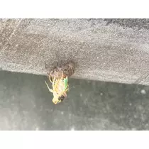えみ