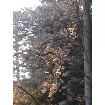 りえ