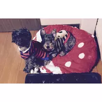 如月 凛