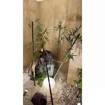 あすか
