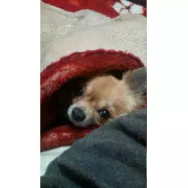 みやび