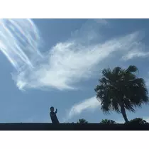 林檎