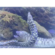 せいら
