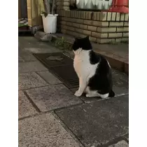 かえで