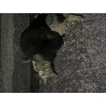 らら