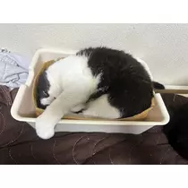愛望