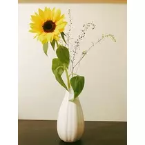 さくら