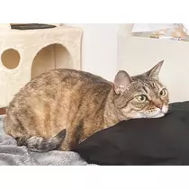 華宮 れい