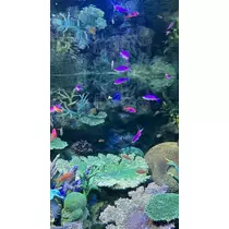 りり