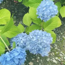 あゆ