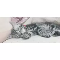 夢乃 サラ