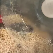 ゆな