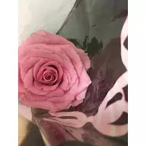 白石 愛莉