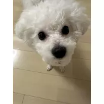 神楽 ゆあ
