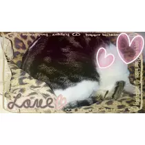 愛矢