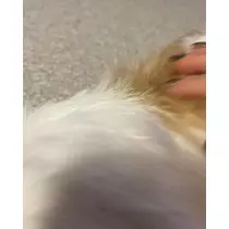 緑 四葉