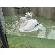 七星 夏純