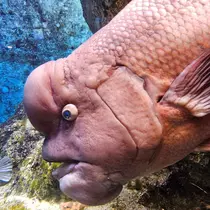 桃 かんな