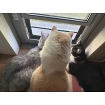 ナギ