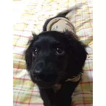 りえ